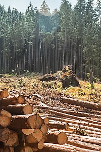 holzruecken 186987371