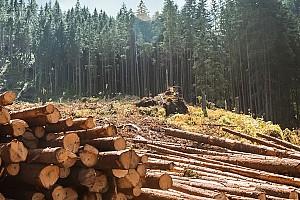 holzruecken 186987371